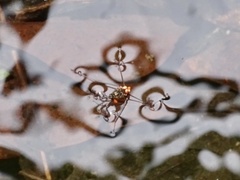 Metrocoris lituratus