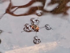 Metrocoris lituratus