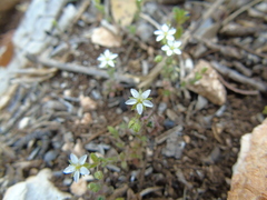 Arenaria leucadia