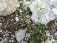 Arenaria leucadia