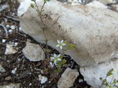 Arenaria leucadia