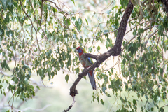 Platycercus elegans elegans