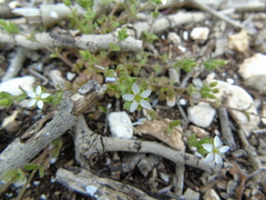 Arenaria leucadia