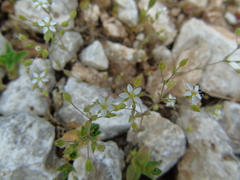 Arenaria leucadia