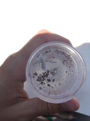 Dasymutilla pseudopappus