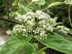 Viburnum sempervirens
