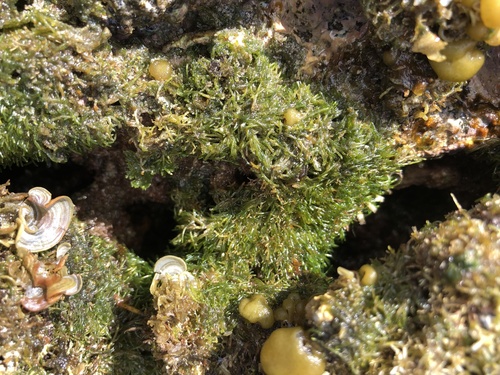 Cladophora observed 2021-04-16