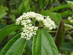 Viburnum sempervirens