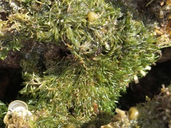 Chaetomorpha antennina