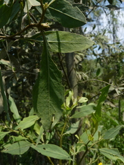 Tessaria integrifolia