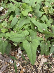Aristolochia kaempferi