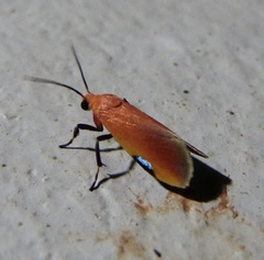 Talara coccinea
