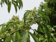 Melicope pteleifolia