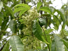 Melicope pteleifolia