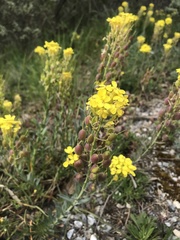 Alyssoides utriculata