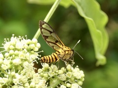 Amata grotei