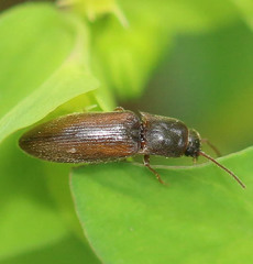Dalopius marginatus
