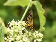Amata grotei