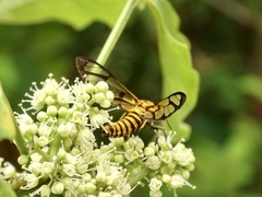 Amata grotei