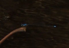 Prodasineura laidlawii