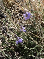 Verbena plicata