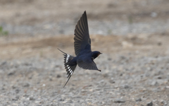 Hirundo rustica