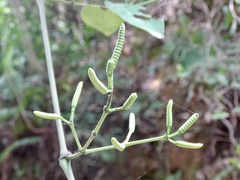 Gnetum luofuense