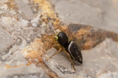Heliophanus melinus