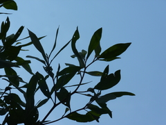 Tessaria integrifolia