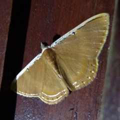 Palyas pallicosta