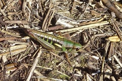 Kosciuscola usitatus