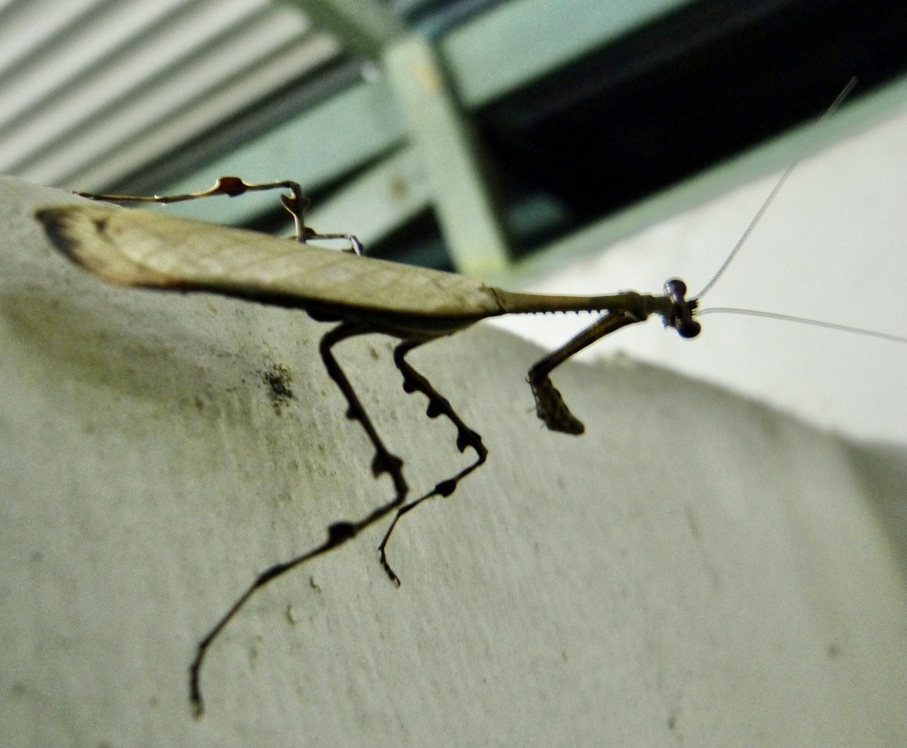 Alangularis multilobata