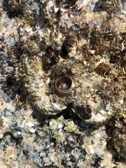 Thylacodes variabilis