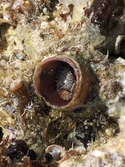 Thylacodes variabilis