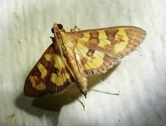Prenesta scyllalis