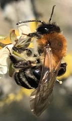 Andrena haemorrhoa