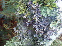 Pseudocyphellaria intricata
