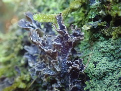 Pseudocyphellaria intricata