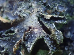 Pseudocyphellaria intricata
