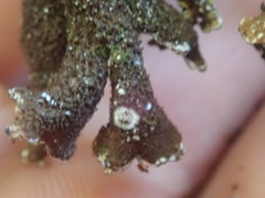Pseudocyphellaria intricata
