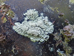 Pannaria athroophylla