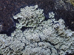 Pannaria athroophylla