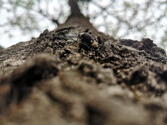 Eucryptorrhynchus brandti