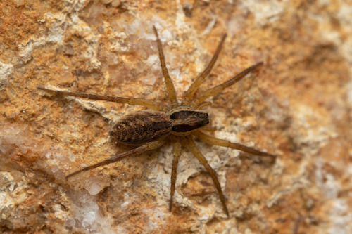 Radiated Wolf Spider