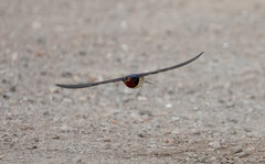 Hirundo rustica