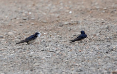 Hirundo rustica
