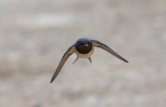 Hirundo rustica