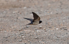 Hirundo rustica