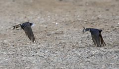 Hirundo rustica