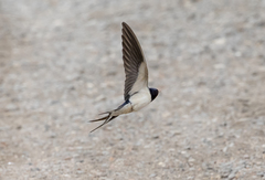 Hirundo rustica